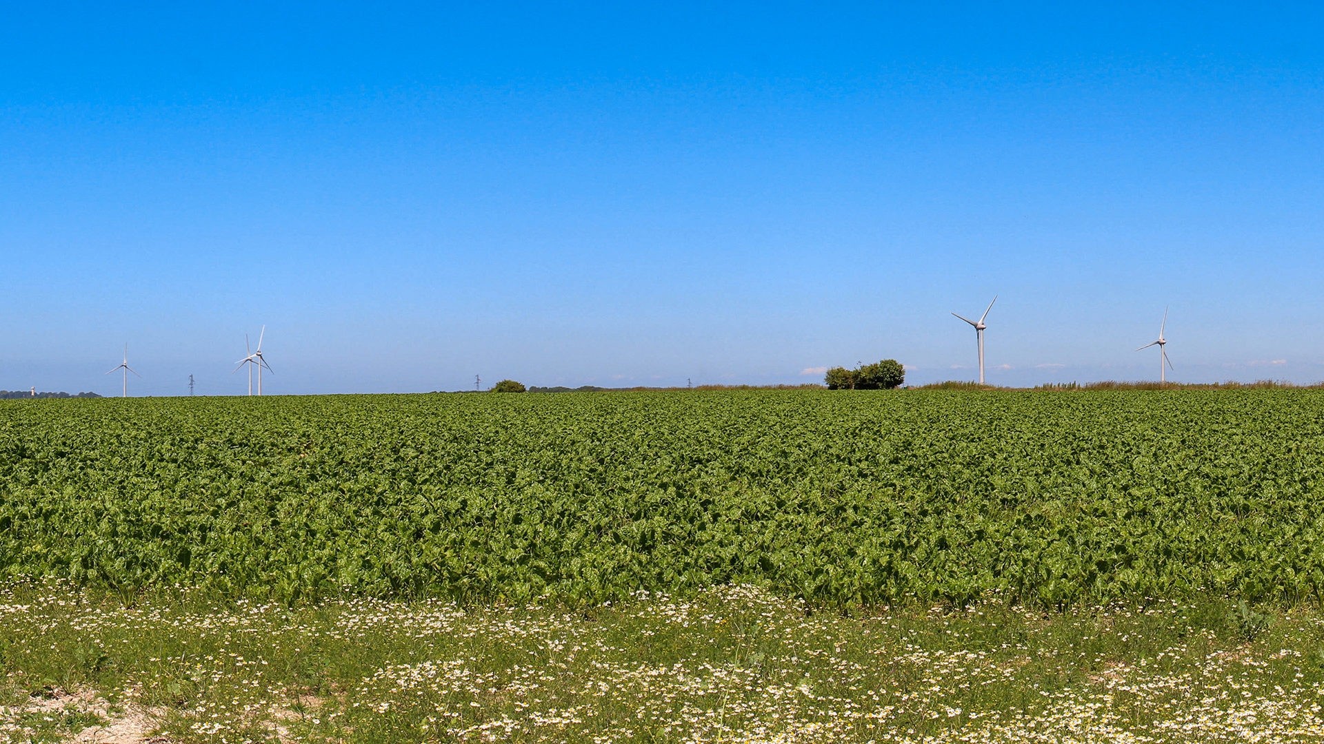 Photomontage du projet éolien de Longueil et Saint Denis d'Aclon